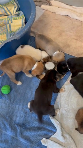 31K views · 474 reactions |  Puppy ASMR = the sweetest sound you’ll hear today! But here’s the real talk—we are FULL of puppies and running out of space.  If you’ve been thinking about adding a furry family member, now’s the time. Come meet our pups and give them the homes they deserve!  Puppy #adoptapuppy #cahs #cochranehumane #puppylove #asmrpuppy #rescuesofyyc | Cochrane & Area Humane Society | Facebook