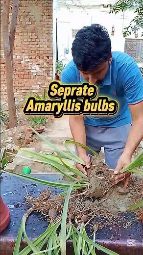 Amaryllis Bulb Separation & Repotting | Easy Way to Multiply Amaryllis Plants