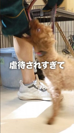 [Bite] The fate of a dog that has been abused...