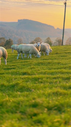 9.7K views · 198 reactions | A u t u m n V i b e s  #tuppingtime #sheep #farmHER * I don’t own rights to music * | Livestock_farmher | Facebook