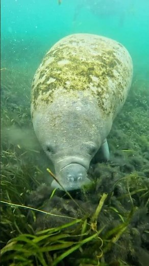 Secrets of the Manatees