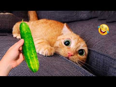 These CATS Are Too FUNNY To Handle 😹🙀 | Best Funny Cat Videos 2026