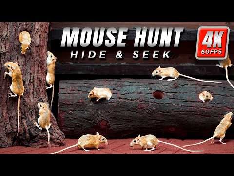 Cat TV Mouse: 8 Hours of Unlimited Mouse Games 🐭 | Calming Videos for Cats to Watch | 4K 60FPS