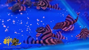 5cm - L397 ALENQUER TIGER PLECO. 5cm - L397 阿连卡老虎异形。 #plecofish #l397pleco #alenquertigerpleco #xianlong | Xian Long Aquatic