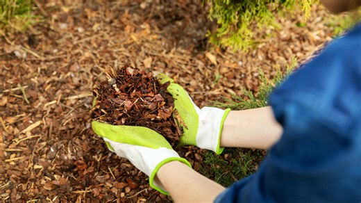 Skip spreading mulch: This beautiful plant suppresses weeds and looks stunning