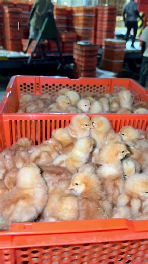 Scaling Up in Poultry Farming: A Game-Changer