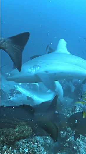 Explore fish and sharks in a colorful coral reef, a diverse marine ecosystem