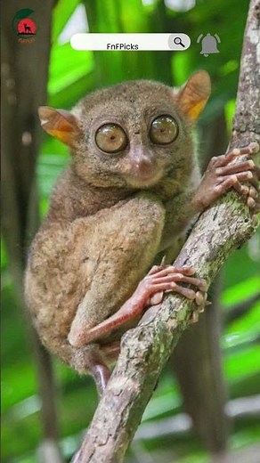 Uncovering the Secrets of Tarsiers: Nature's Nighttime Ninjas