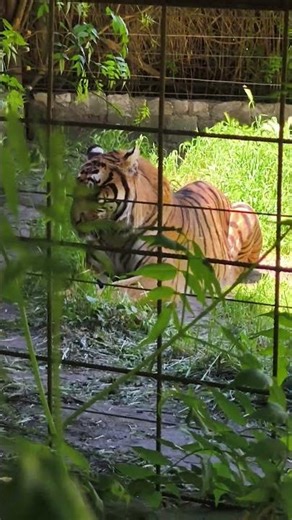 Tigre #argentina #animalshorts #animal #animalfacts #zoo #animallovers #animallove #tigers