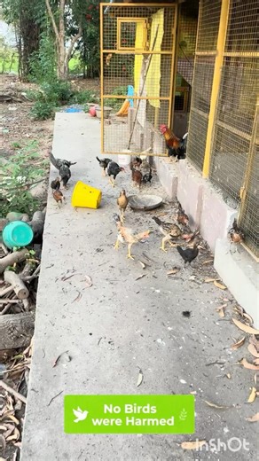 29/30 Chicks Recovered | First Time Success | Country Chicken Farm Journey