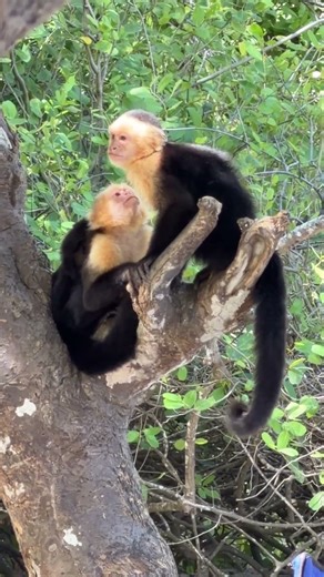 Capuchins grooming on Costa Rica beach.