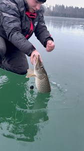 🎣 Winter-Hechtangeln-Tipp: Hechte ziehen sich in kälteren Monaten in tiefere Gewässerteile zurück. Teste verschiedene Tiefen, um ihre winterlichen Verstecke zu entdecken. Geduld zahlt sich aus! 🐟❄️ #Winterangeln #Hechtfischen #pikefishing #deadbaittactics #predatorangling #baitcasterexcursion #fishingatthelake #trollingadventure #fishingfun #patientlywaiting #fishadventure #pikehunt #baitfishing #fishingtime #bigpike #predatorlove #pike #esox #hecht | keepfishingtv