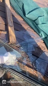 🆘 El ciclón extra tropical de anoche pegó fuerte en SOS Rescate de Fauna Marina. Voló el techo frente al museo y arrasó con ventanales, incluso contra la protección que habíamos instalado previendo los pronósticos. Por suerte no hubo heridos. Necesitamos ayuda, materiales y mano de obra. Formas de colaborar: Banco Santander cuenta corriente SOS Rescate Fauna Marina $U: 0084 000001206583 USD$: 0084 005101105190 SWIFT: BSCHUYMM ABITAB: 16907 RED PAGOS: 59500 Tarjeta Midinero: 17472193 Colectate.c