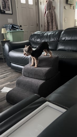 Understanding Yorkie Behavior: Common Issues Explained