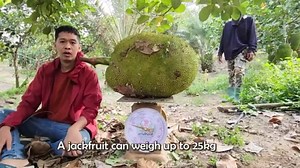 The Art of Harvesting Jackfruit: Step by Step Process