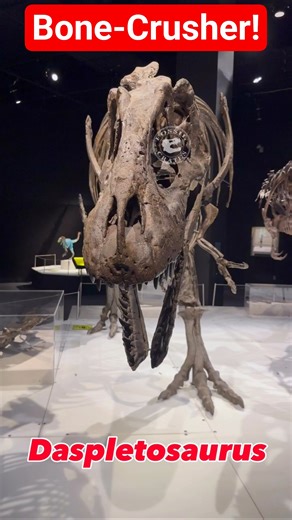 Daspletosaurus🦖 Bone-Crushing Cousin of T. rex #Daspletosaurus #Tyrannosaur #Dinosaurs #Paleontology