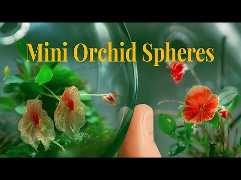 How I Made Mini Orchid Spheres | DIY Hanging Glass Terrariums