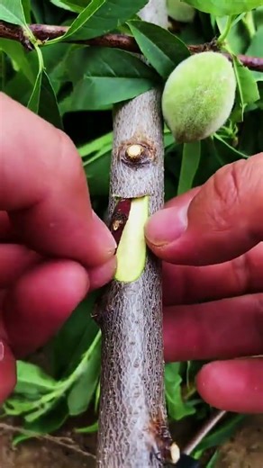 Best method and unique ideas for the grafting of fruit trees #grafting #plants #garden #tree​