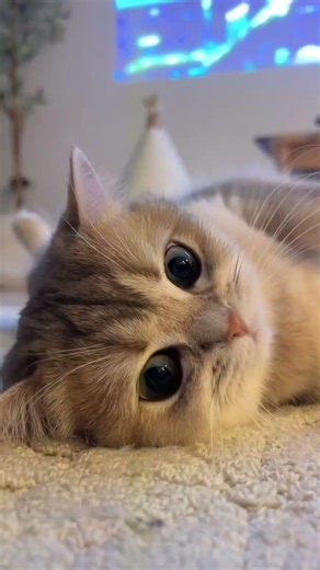 Animals with the Best Night Vision 🌙👀