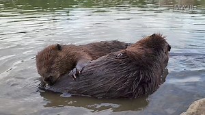 40K views · 2.4K reactions | This was a very special beaver encounter. I had crept into position to film ChewBarka from eye level. A second beaver arrived and they quickly groomed each other’s fur right in front of me. #wildlifephotography #beavers | Mike’s photos and videos of beavers | Facebook