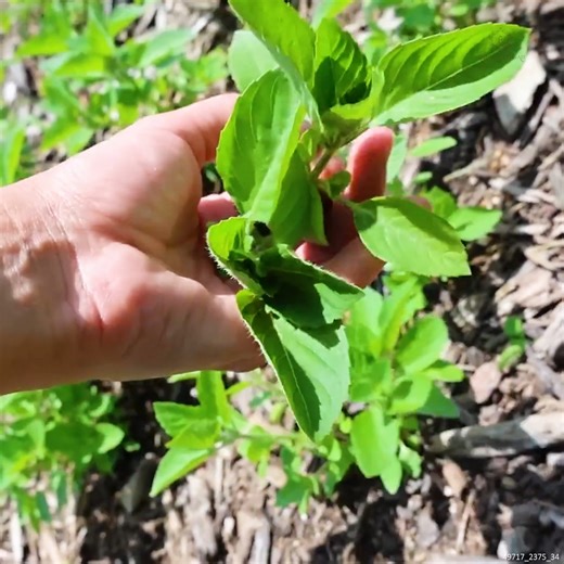 4.4K views · 110 reactions | Beat the Heat with These Summer Tea Tips #TeaTips #BeatTheHeat #RefreshingTea | The Honeystead | Facebook