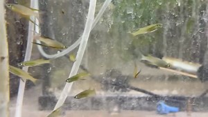 The Featherfin Rainbowfish, native to the clear streams and rivers of Papua New Guinea, is a stunning species known for its elongated fins and shimmering colors. They thrive in spacious, well-planted aquariums with clean, slightly alkaline water (pH 7.0-8.0) and a moderate flow. A varied diet of high-quality flakes, live, and frozen foods enhances their vibrant hues. Peaceful and social, they are best kept in groups of six or more to showcase their natural schooling behavior. | Pet Zone Tropical