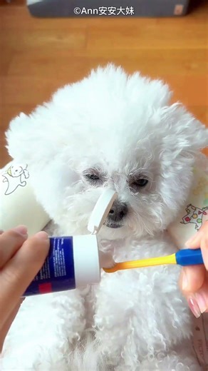 The Ultimate Doggy Spa Day! 🤣🐶