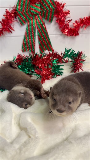 It’s Here! 6th Annual JOLLY Safari🧑🏼‍🎄 🕎 📅 Nov 22 Jan 1 | Boynton Beach, FL 🎟️ Book NOW 👉 AnimalEDventures.com 🎅🏽 Tour 1: Jolly Safari – $25 pp (Kids under 2 FREE) • Holiday themed Safari Tour • Sloth & Kangaroo Encounters Incl 🦥🦘 • Feed camels, goats & sheep 🐪🐐 • Epic Photo Ops 🎄 📸 ✨ Add-ons: Sloth Holdings, Kangaroo Kuddles Otter Encounter Capybara Feeding Porcupine Feeding ⭐️ Tour 2: VIP JOLLY Safari 🎅🏽🎄 🧑🏼‍🎄 🕎 • Play W/our Otters & Hold One! Pet a sloth, hold a roo, fee