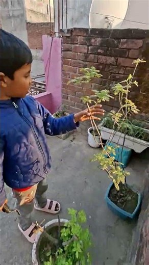 Morning Gardening Vibes at Home #dailyvlog #indianvlog #garden #familyvlog