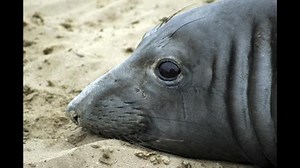 Elephant seal sets record by swimming farthest west