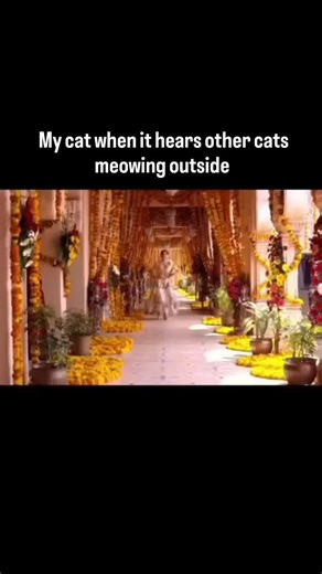 My cat's reaction when she hears other cats meowing outside ... . . . . . . . ... #cat #relatable #catmemes #reels #funny #viralreels #trending #fyp | Modelkittyy