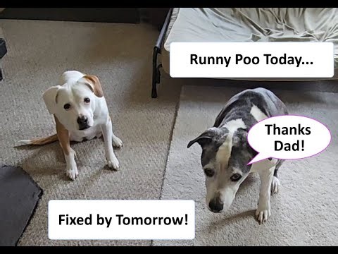 Dog Diarrhea Fix in 24 Hours? Our Simple Rice, Pumpkin & Yogurt Remedy