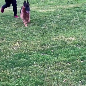 Hera v.d.Alexander F:V3 BSZS Quantum Schonen Rosen M:Demetra v.d.Alexander #vonalexander #kennelalexander #germanshepherd | Развъдник за Немски Овчарки Kennel "Alexander"