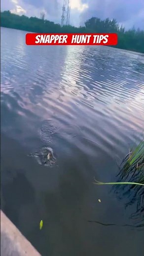 Tips to Hunt Mangrove Snapper #snapper #snapperfishing