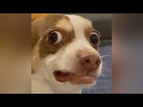 Mr.Bubz And The Macaroni Bowl