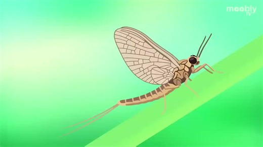 The Emotional Journey of Mayflies on Moobly TV