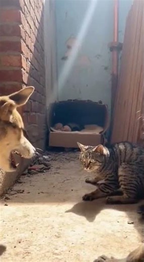 😼🔥 Fierce Mama Cat Protects Kittens #Cats #Dogs
