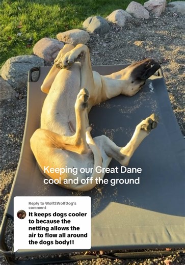 Elevated Dog Beds for Big Dogs: Comfort and Support