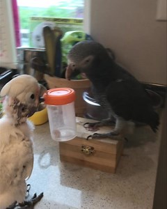 52K views · 1.8K reactions | Coco’s favorite toy is a sample bottle. It has so many uses . Poor Newman! #cuteanimals | Lucky Lou and Coco Too | Facebook