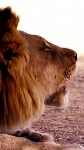 Animal Sounds | Lion Roar #lion