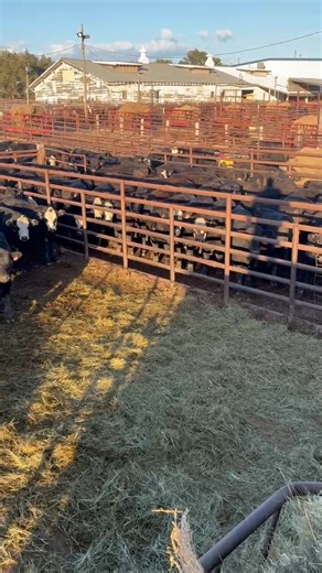 Not to late! Hot barn and some good deals still at Mobridge! www.cattleusa.com! | Hot Barn Report