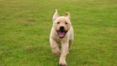 One lovely puppy dog Labrador running to the camera outdoor on the...