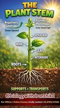 The stem: Strong support, spreading life!🌿 #stem #plantmorphology #botany #plantanatomy #stemlife