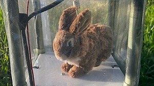 Robotic rabbits take on invasive pythons in Florida