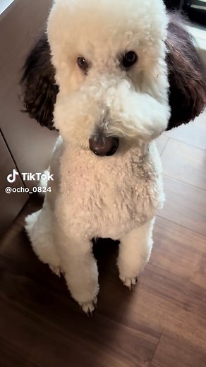 おはようオチョさん🐩🐾🖤 #おちょ #スタンダードプードル #愛犬がいる暮らし #ペットのいる暮らし #スヌーピー #夫婦の日常
