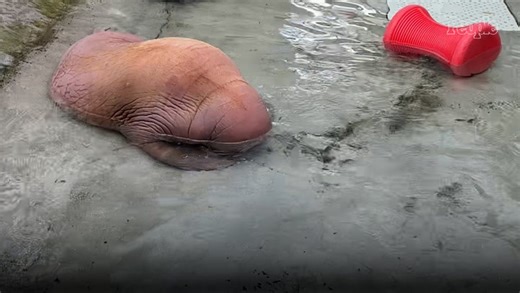 When an Orphaned Baby Walrus Was Found Emaciated in Alaska, Experts Jumped Into Action