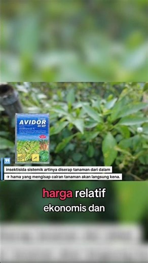 Kutu Kebul & Kutu Daun? Petani Banyak Pakai Imidakloprid🕸️