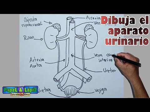 Human Body Drawings 8/8 - How to Draw the Urinary or Excretory System - Anatomy