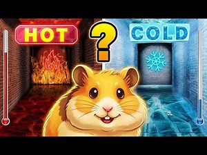 Hot vs Cold Hamster Maze! 🔥❄️ Ultimate DIY Challenge