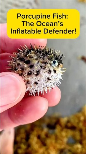 Porcupine Fish: The Ocean’s Inflatable Defender! AquaVerse #porcupinefish #pufferfish #shorts
